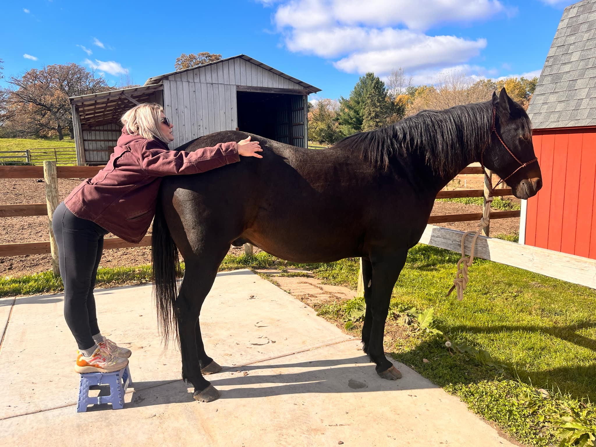 Animal Reiki and Equine MFR 